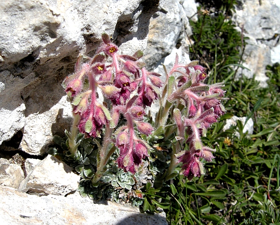 Saxifraga porophylla / Sassifraga porosa